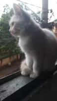 Maju