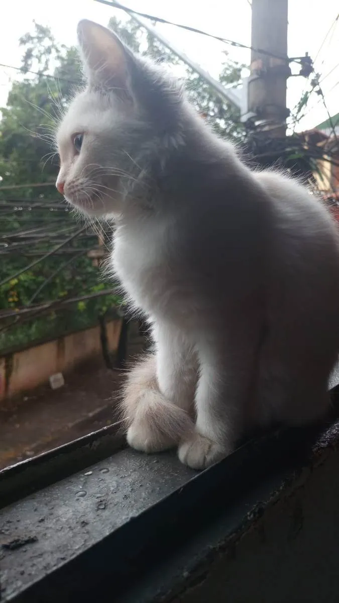 Gato raça  idade 2 a 6 meses nome Maju