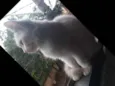 Maju
