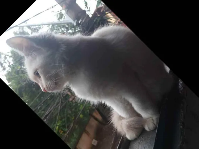 Gato raça  idade 2 a 6 meses nome Maju