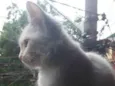 Maju
