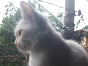 Gato raça  idade 2 a 6 meses nome Maju