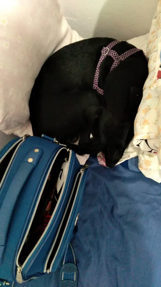 Cachorro ra a Não tem idade 2 a 6 meses nome Lucki