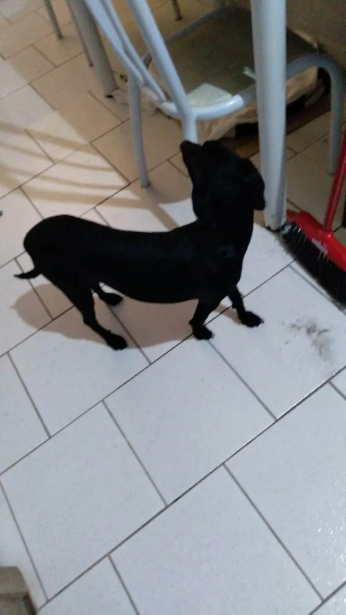 Cachorro ra a Não tem idade 2 a 6 meses nome Lucki