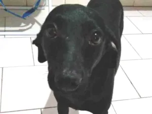 Cachorro raça Não tem idade 2 a 6 meses nome Lucki