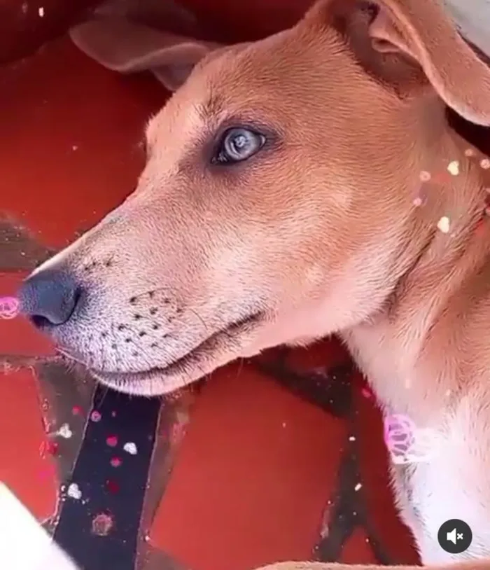 Cachorro raça Srd idade 7 a 11 meses nome BELLA