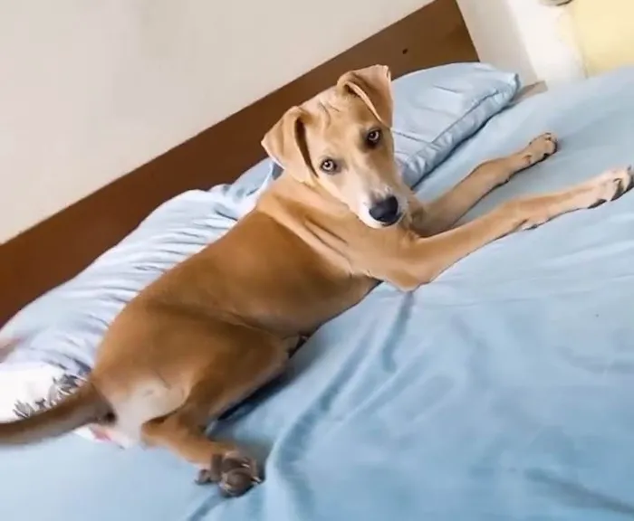 Cachorro raça Srd idade 7 a 11 meses nome BELLA