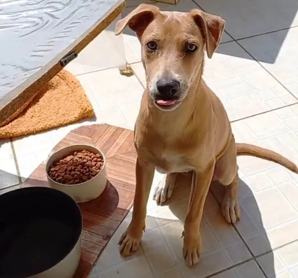 Cachorro raça Srd idade 7 a 11 meses nome BELLA