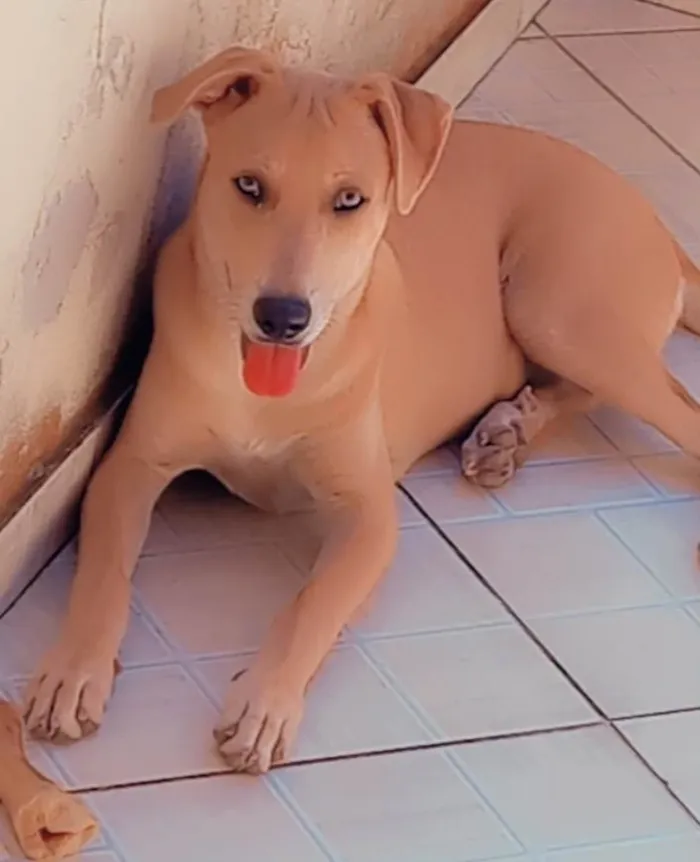 Cachorro raça Srd idade 7 a 11 meses nome BELLA