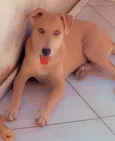 BELLA