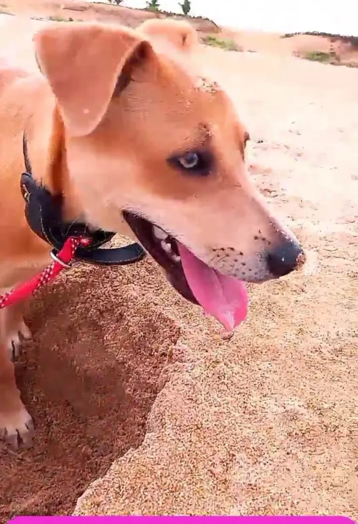 Cachorro raça Srd idade 7 a 11 meses nome BELLA