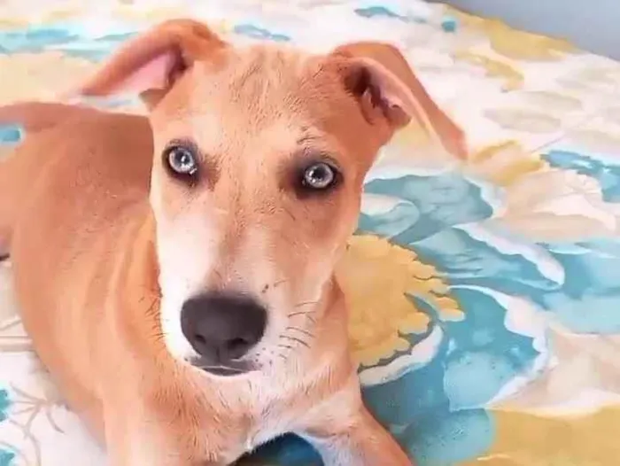 Cachorro raça Srd idade 7 a 11 meses nome BELLA