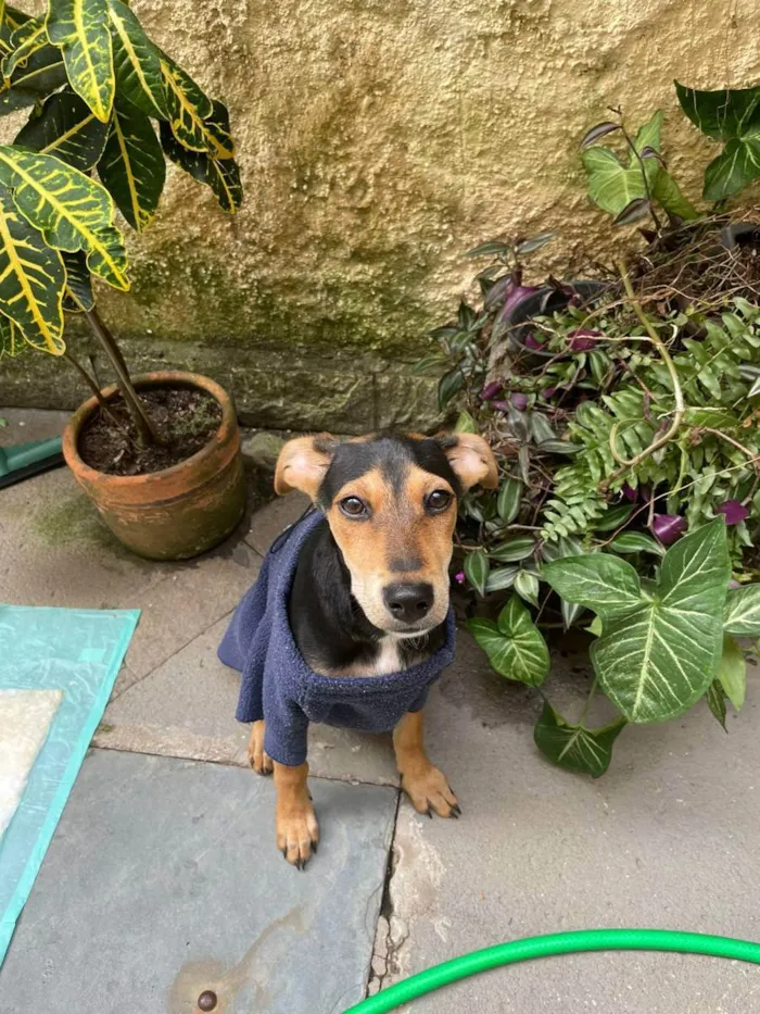 Cachorro ra a Sem raça definida idade 7 a 11 meses nome Costelinha