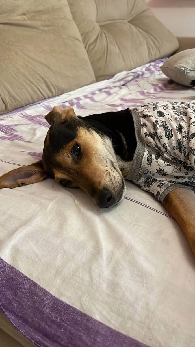 Cachorro ra a Sem raça definida idade 7 a 11 meses nome Costelinha