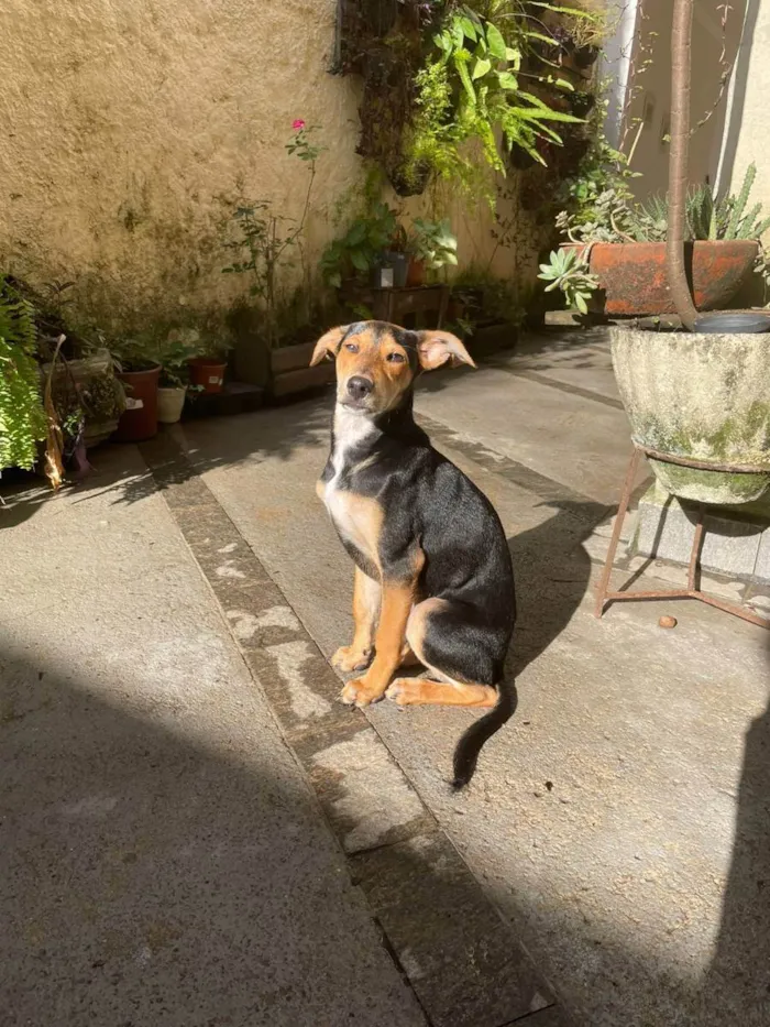 Cachorro ra a Sem raça definida idade 7 a 11 meses nome Costelinha