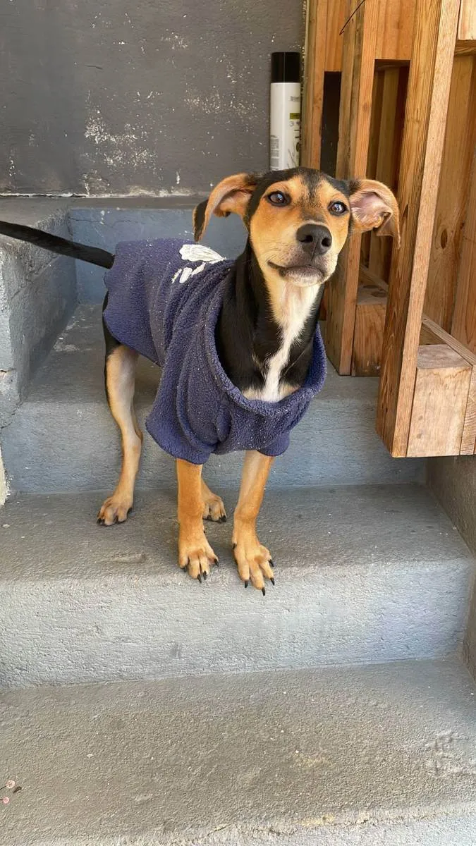 Cachorro ra a Sem raça definida idade 7 a 11 meses nome Costelinha