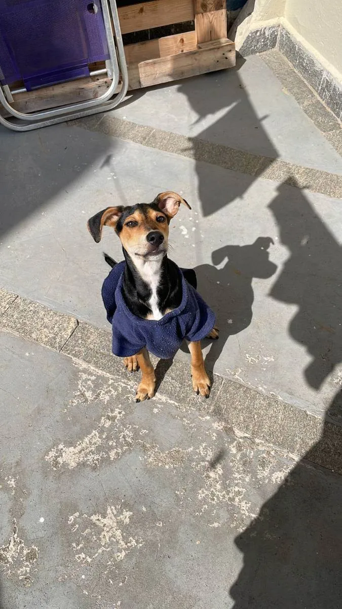 Cachorro ra a Sem raça definida idade 7 a 11 meses nome Costelinha