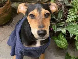 Cachorro raça Sem raça definida idade 7 a 11 meses nome Costelinha