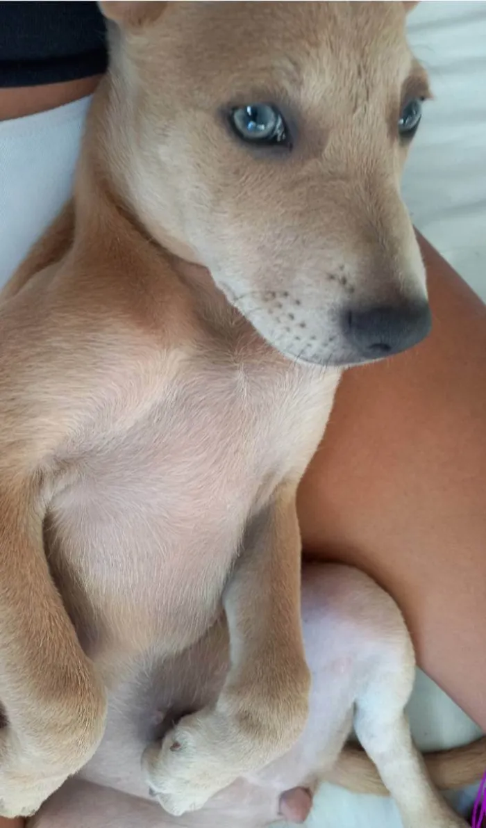 Cachorro raça Srd idade 7 a 11 meses nome BELLA