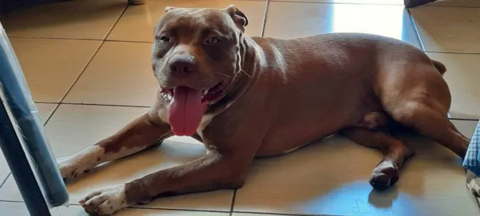 Cachorro ra a Pit Bull idade 2 anos nome Blu