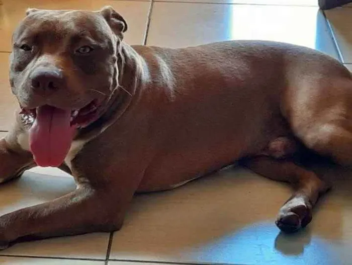 Cachorro ra a Pit Bull idade 2 anos nome Blu
