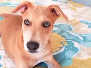 Cachorro raça Srd idade 7 a 11 meses nome BELLA