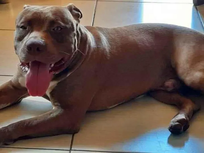 Cachorro ra a Pit Bull idade 2 anos nome Blu