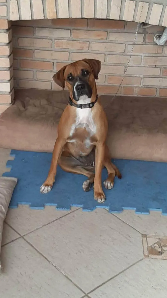 Cachorro ra a Boxer idade 2 anos nome Nala