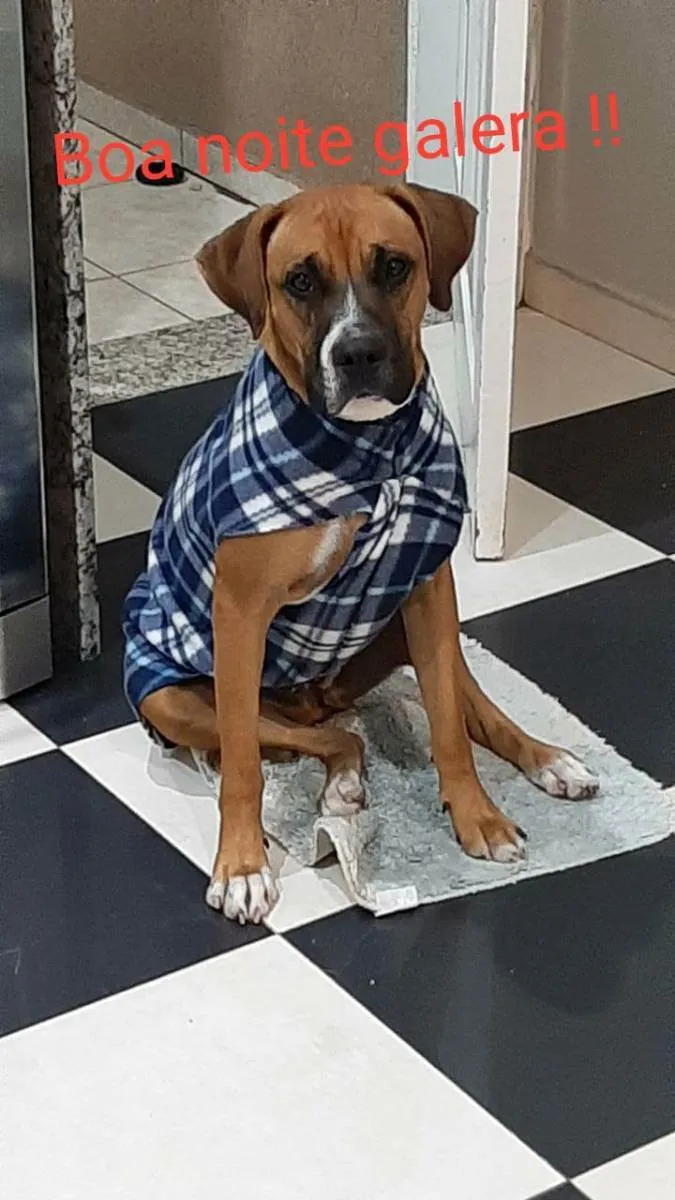 Cachorro ra a Boxer idade 2 anos nome Nala