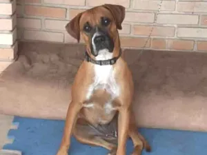 Cachorro raça Boxer idade 2 anos nome Nala