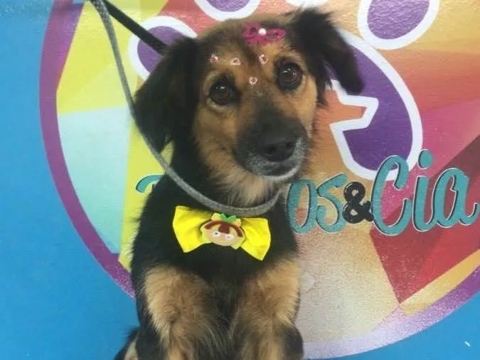 Cachorro ra a SRD idade 6 ou mais anos nome Princesa