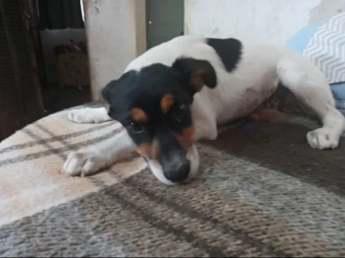 Cachorro ra a SRD idade 2 a 6 meses nome Pérola 