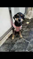 Luluzinha 