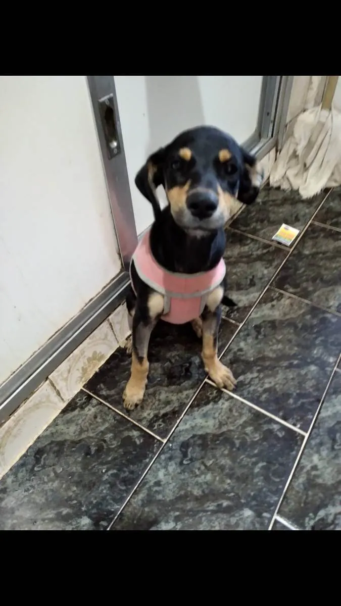 Cachorro ra a SRD idade 2 a 6 meses nome Luluzinha 