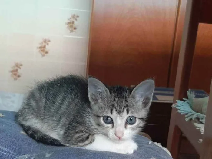 Gato ra a S/R idade 2 a 6 meses nome Sem nome