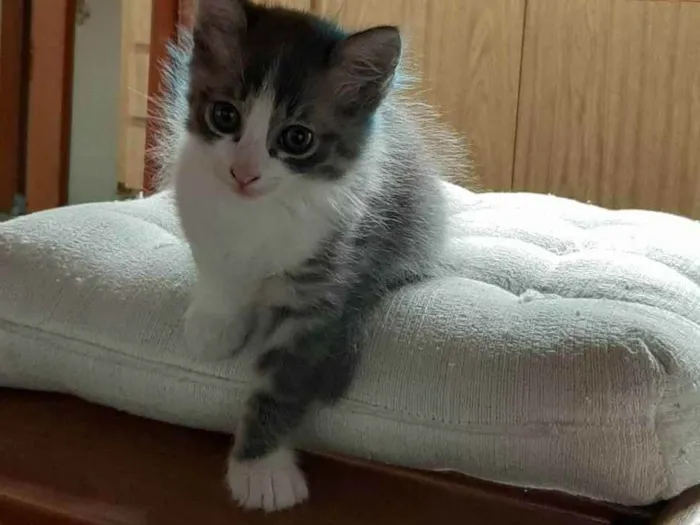 Gato ra a S/R idade 2 a 6 meses nome Sem nome