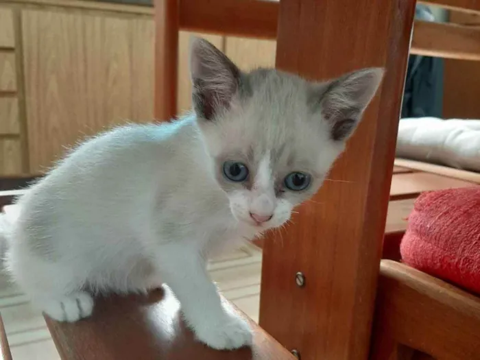 Gato ra a S/R idade 2 a 6 meses nome Sem nome