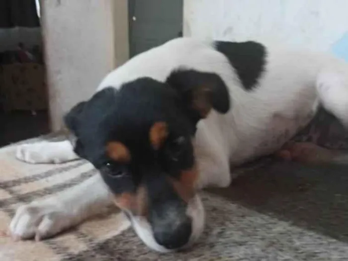 Cachorro ra a SRD idade 2 a 6 meses nome Pérola 