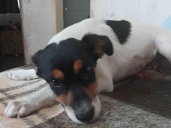 Cachorro ra a SRD idade 2 a 6 meses nome Pérola 