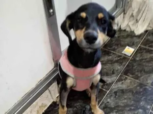 Cachorro raça SRD idade 2 a 6 meses nome Luluzinha 
