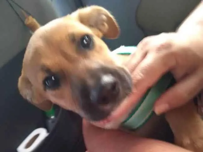 Cachorro ra a SRD idade 2 a 6 meses nome Gracinha
