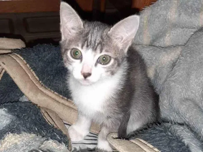 Gato ra a S/R idade 2 a 6 meses nome Sem nome