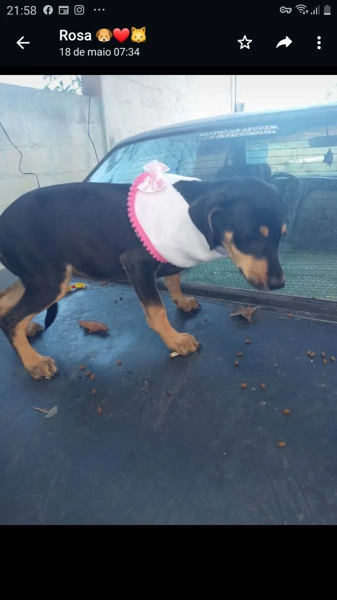 Cachorro raça SRD idade 2 a 6 meses nome Bob 