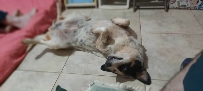 Cachorro ra a Sem raça definida  idade 3 anos nome Branquinha 