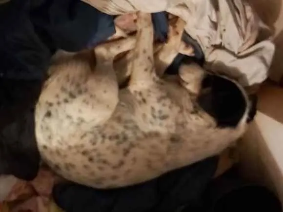 Cachorro ra a Sem raça definida  idade 3 anos nome Branquinha 