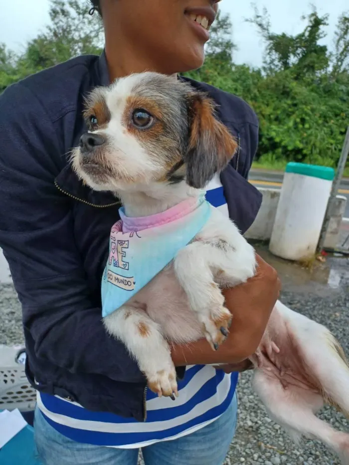 Cachorro ra a Mistura com Shitsu idade 2 anos nome Cristal