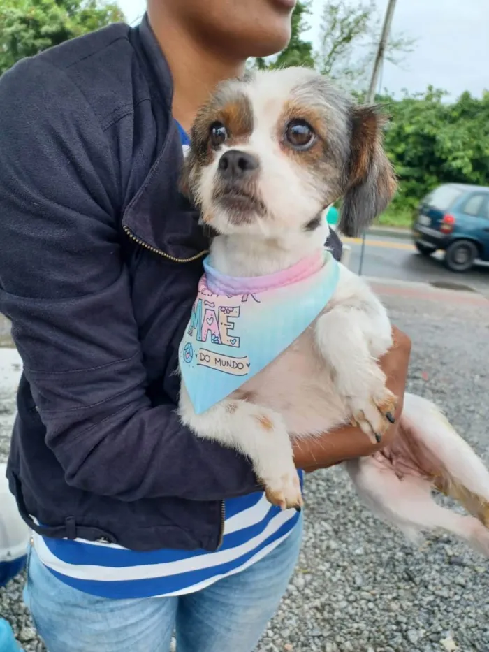 Cachorro ra a Mistura com Shitsu idade 2 anos nome Cristal