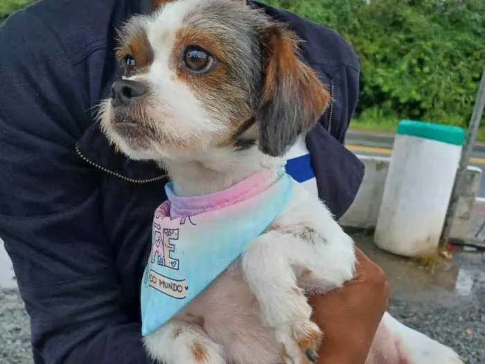 Cachorro ra a Mistura com Shitsu idade 2 anos nome Cristal