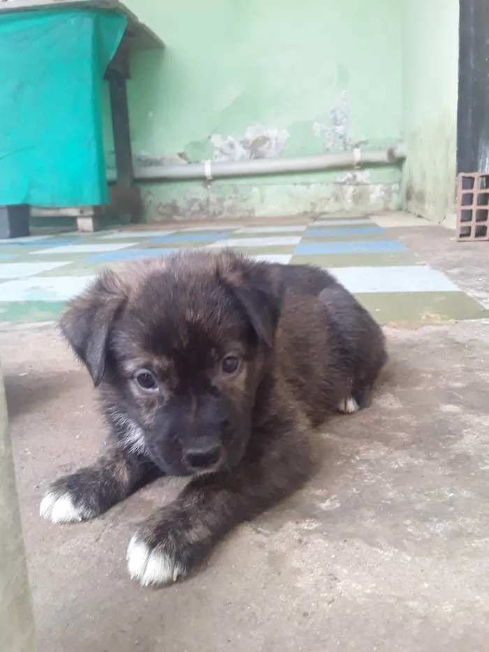 Cachorro ra a Viralata idade Abaixo de 2 meses nome Bolinhas