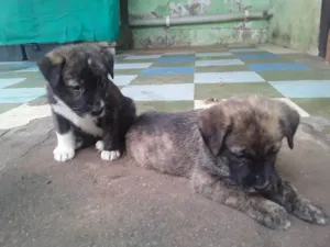 Cachorro raça Viralata idade Abaixo de 2 meses nome Bolinhas